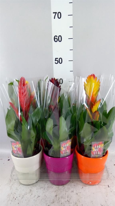 <h4>Vriesea   ...mix 6</h4>