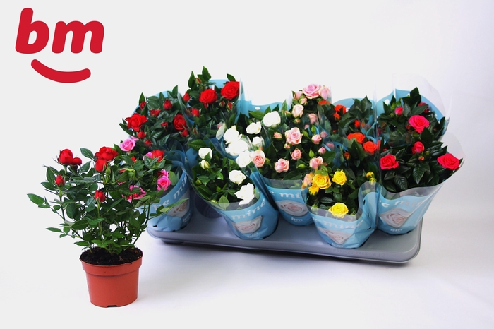 <h4>RO B MONDE GEM 7 SRT</h4>