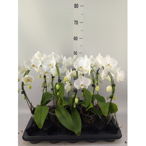 Phalaenopsis   ...white