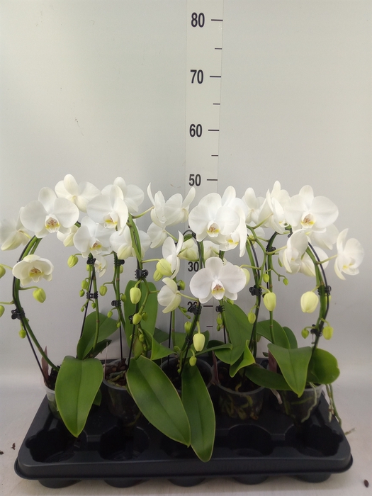 <h4>Phalaenopsis   ...white</h4>
