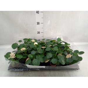 Pilea peperomoides