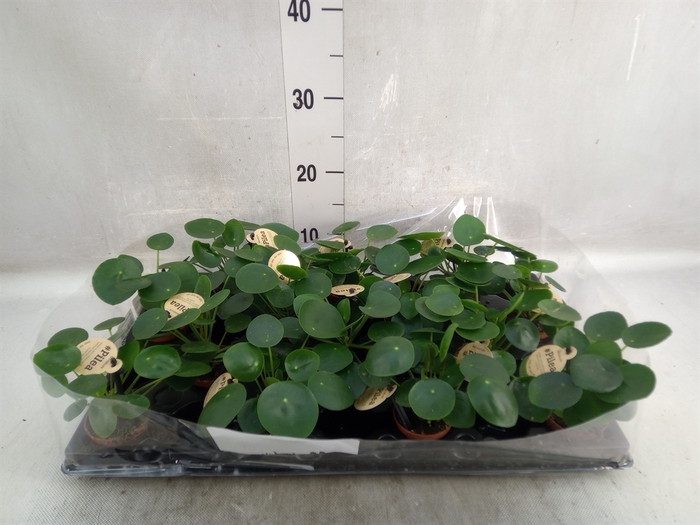 Pilea peperomoides