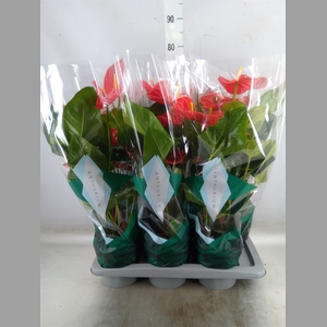 Anthurium andr. 'Madural'