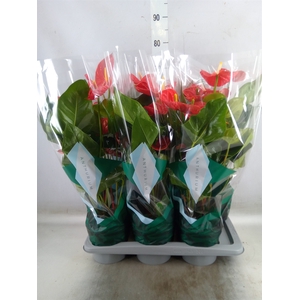 Anthurium andr. 'Madural'