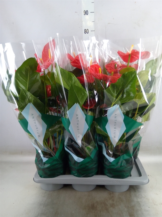<h4>Anthurium andr. 'Madural'</h4>