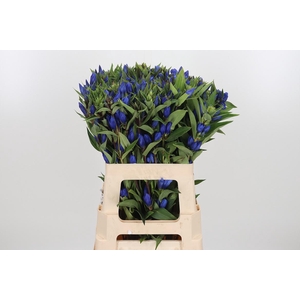 Genti Just Blue