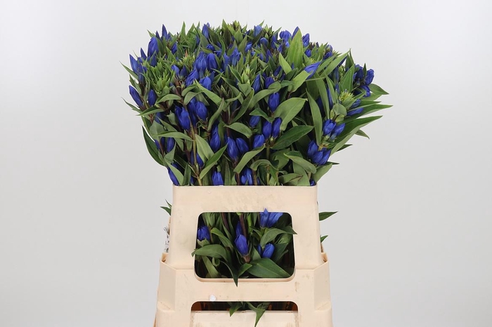 <h4>Genti Just Blue</h4>