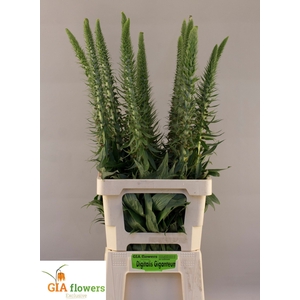 DIGI PARVIFLORA