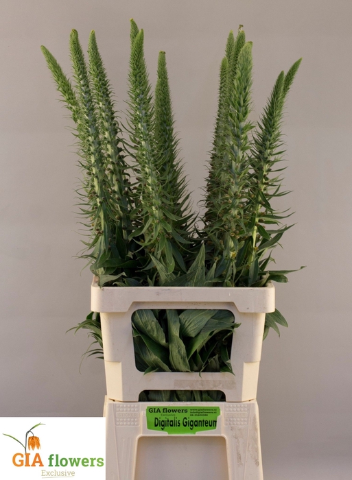 <h4>DIGI PARVIFLORA</h4>
