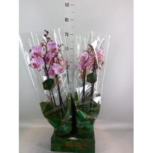 Phalaenopsis   ...rose