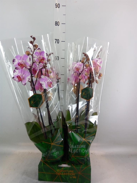 <h4>Phalaenopsis   ...rose</h4>