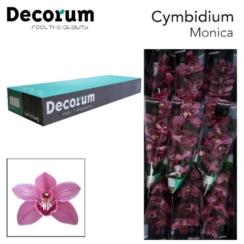 <h4>CYMB T MONICA Decorum 60cm.</h4>