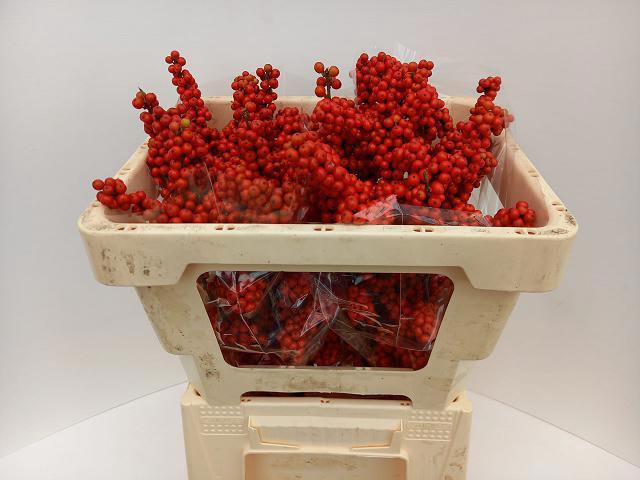 <h4>ILEX BES BRIT BUYS</h4>