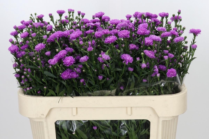 <h4>Aster Astee Karmijn</h4>