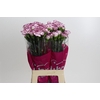 Dianthus St Damascus