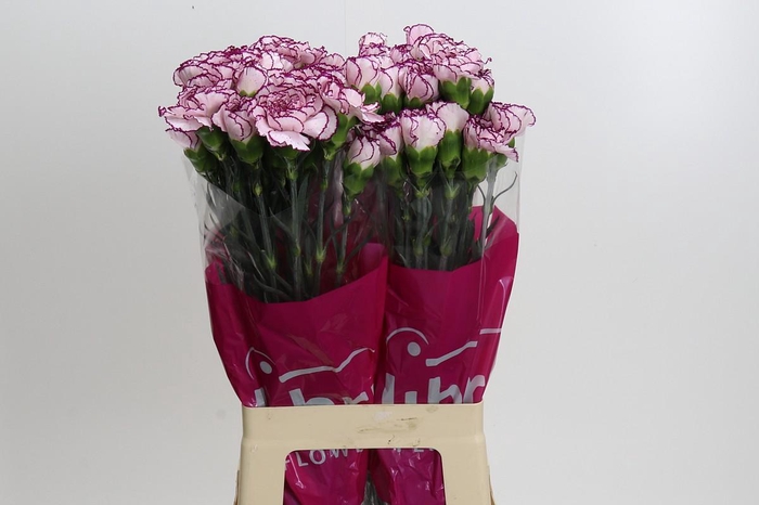 Dianthus St Damascus
