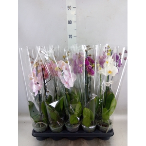 Phalaenopsis   ...mix