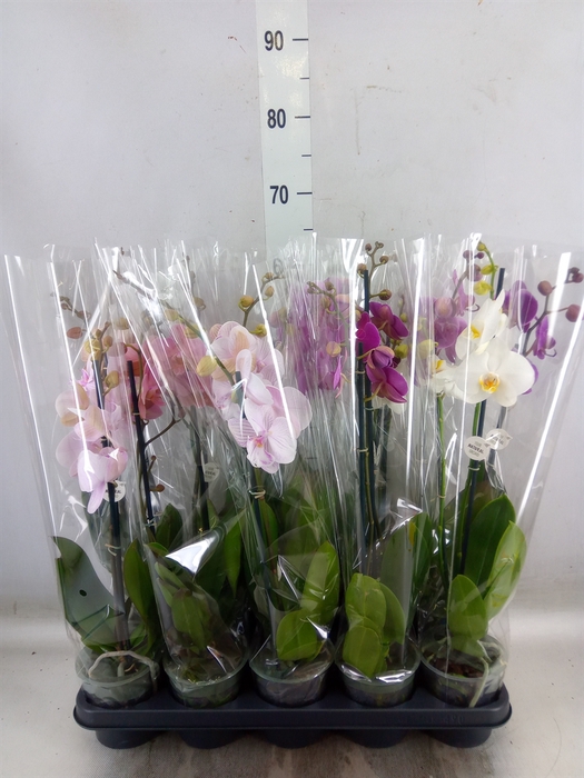 <h4>Phalaenopsis   ...mix</h4>