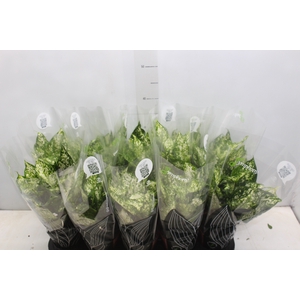 AGLAONEMA VARIADA P12 PREMIUM