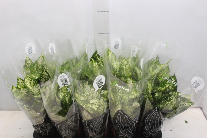 <h4>AGLAONEMA VARIADA P12 PREMIUM</h4>
