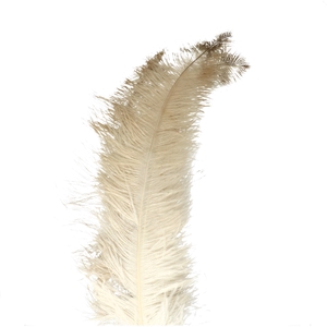 Feathers Ostrich 55cm x5
