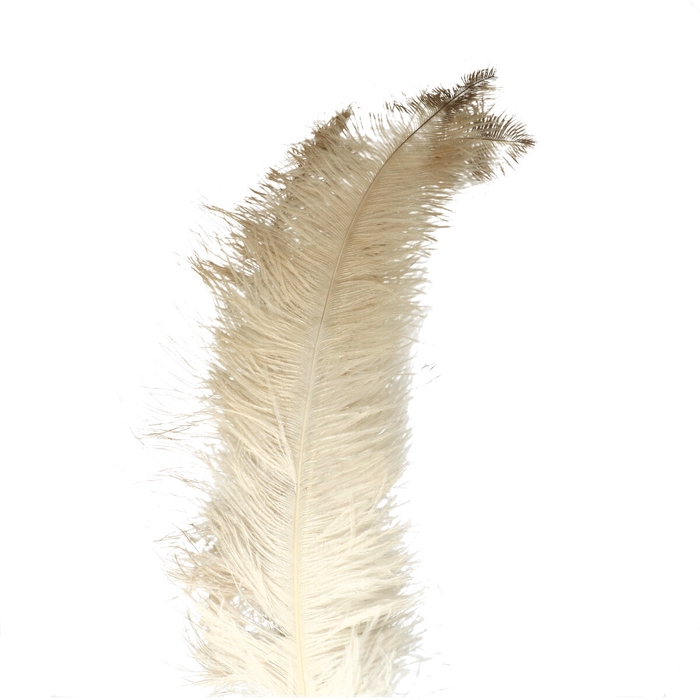 <h4>Feathers Ostrich 55cm x5</h4>