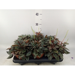 Peperomia caperata 'Lima'