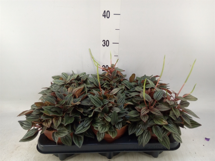 <h4>Peperomia caperata 'Lima'</h4>
