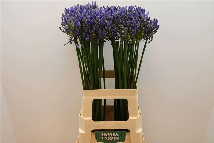 <h4>Agapanthus 'Blue Heavem'</h4>