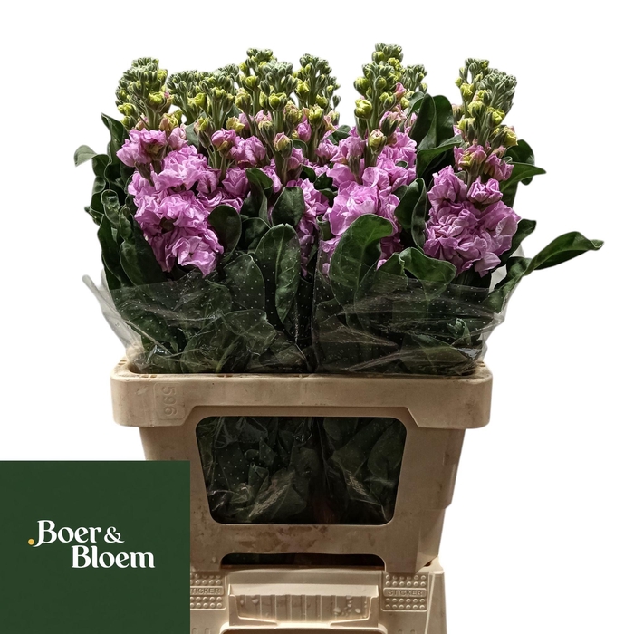 <h4>MATTH IRON PINK</h4>