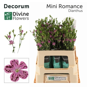 DI DIVI MINI ROMANCE