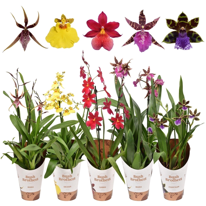 <h4>ORCHIDEEEN OVERIG</h4>