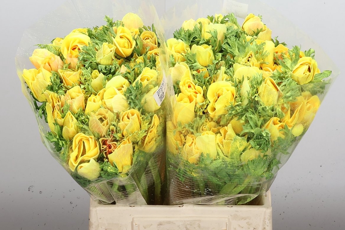 <h4>Anem Powder Yellow</h4>