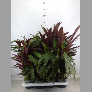 Calathea rufibarba