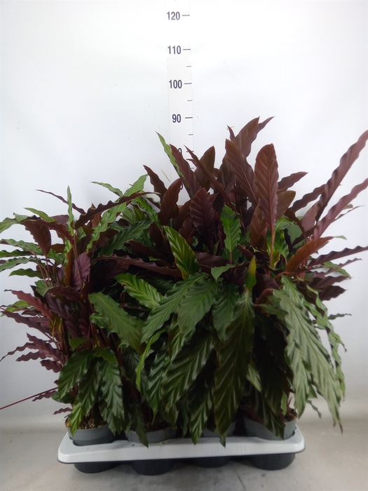 <h4>Calathea rufibarba</h4>