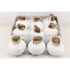 arr4 Amaryllis CM - Wax Wit