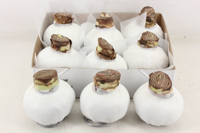 <h4>arr4 Amaryllis CM - Wax Wit</h4>