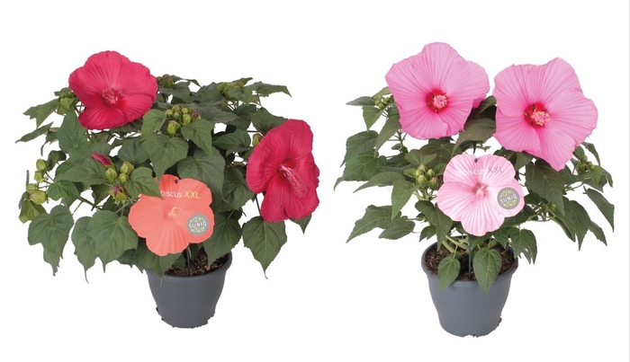 <h4>Hibiscus mosch. 'Extreme'   ...mix</h4>