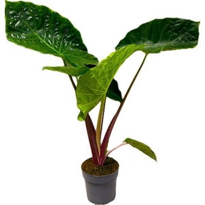 Alocasia Imperial Red 24cm
