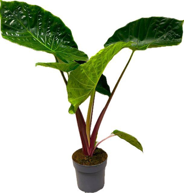 <h4>Alocasia Imperial Red 24cm</h4>