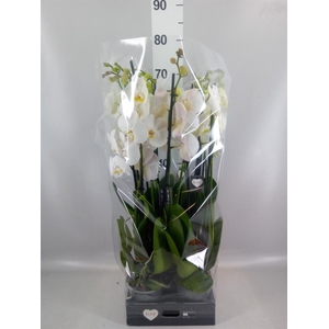 Phalaenopsis  'Ant Cambridge'