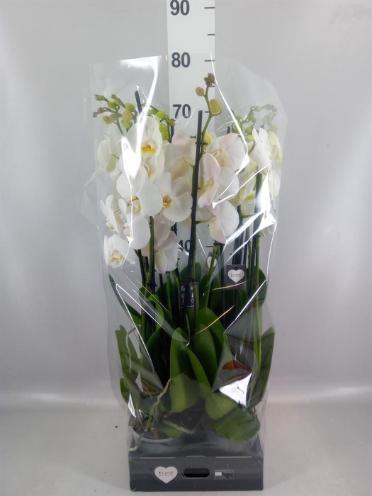 <h4>Phalaenopsis  'Ant Cambridge'</h4>