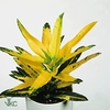 Codiaeum variegatum Sunny Star 12Ø 35cm 2pp