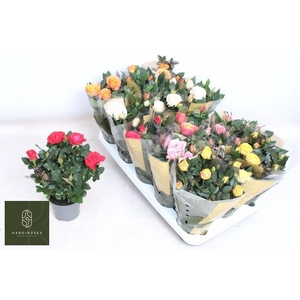 RO KORDAN GRANDE GEM