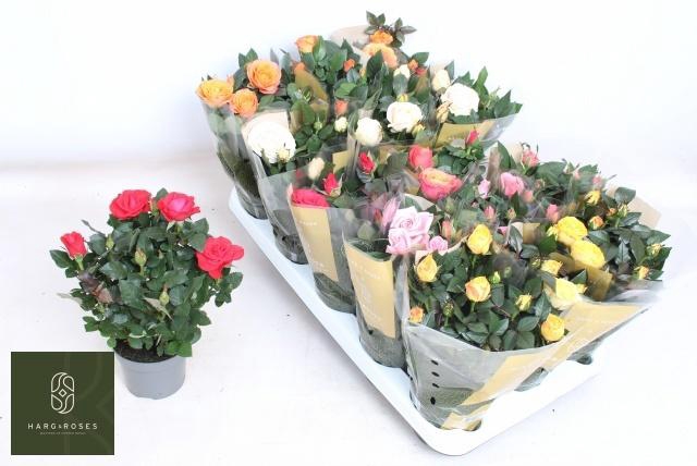 <h4>RO KORDAN GRANDE GEM</h4>