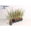 Cord Aus Variegat