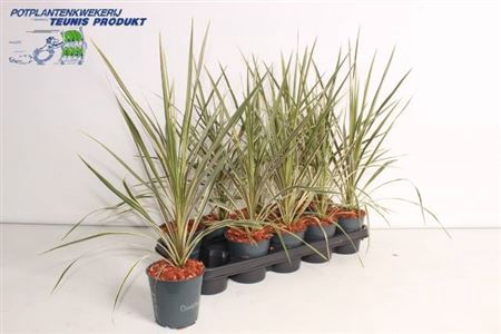 Cord Aus Variegat