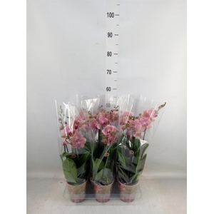 Phalaenopsis   ...orange