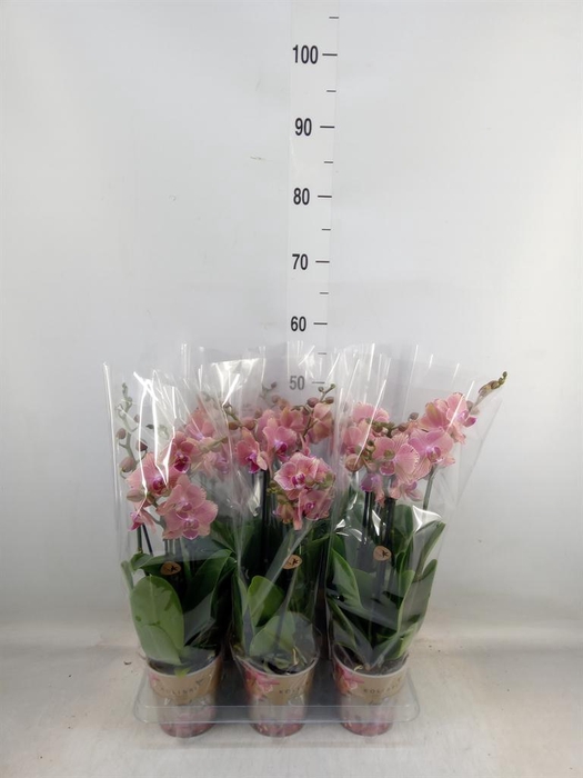 <h4>Phalaenopsis   ...orange</h4>