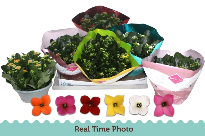 <h4>KAL EN GEM 6 KL</h4>